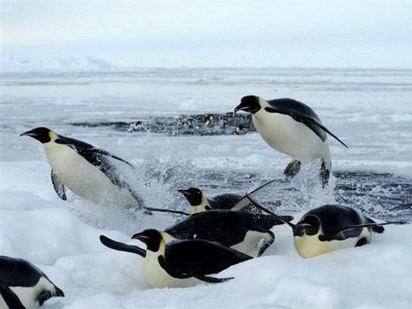 Mơ thấy chim cánh cụt là điềm báo điều gì?