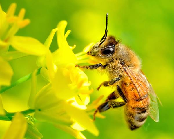 Nằm mơ thấy con ong là điềm báo gì? đánh số mấy đánh con gì