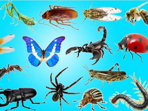 Mơ thấy côn trùng hay về số mấy và ẩn chứa con số phát tài nào